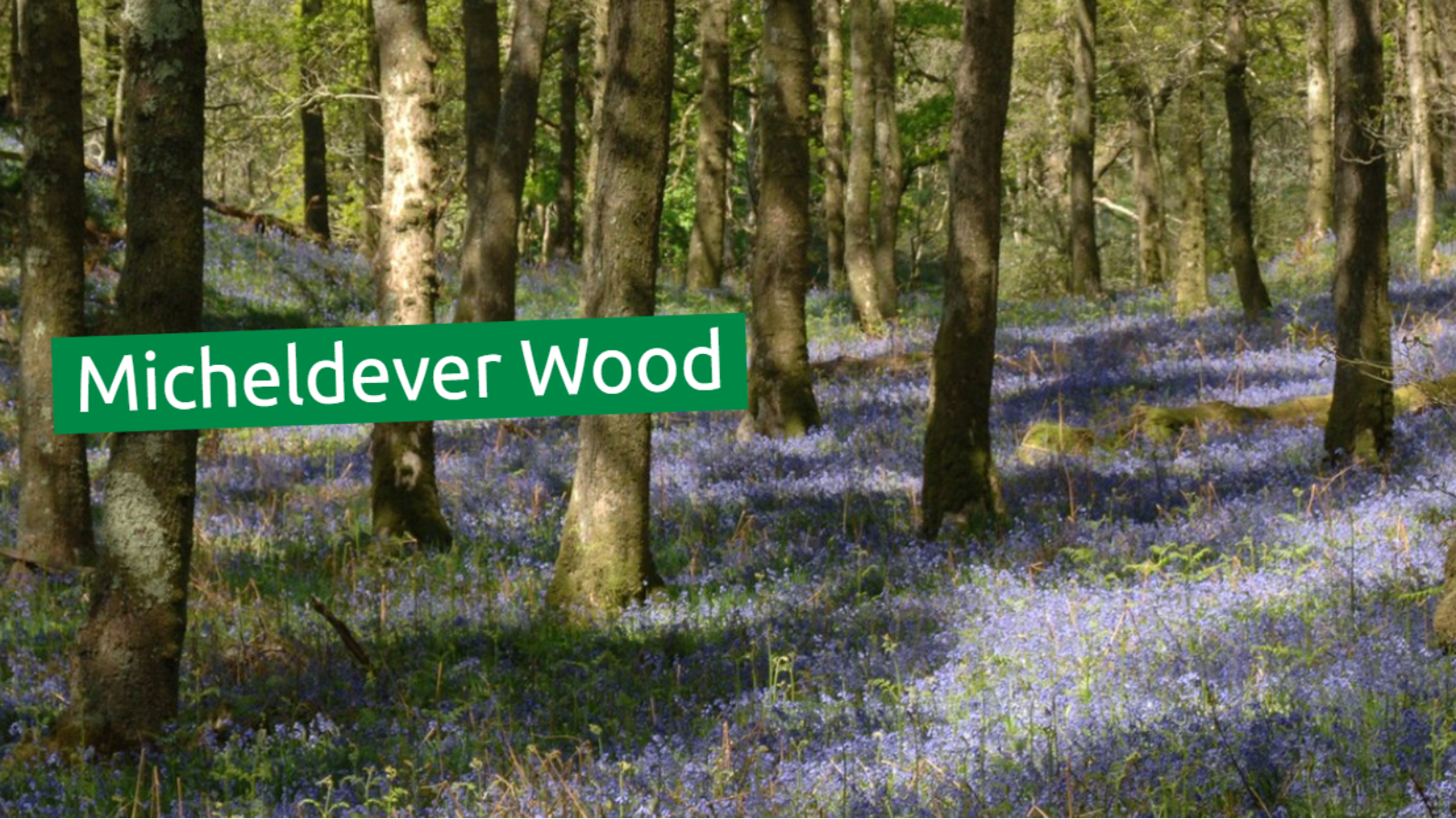 探秘英国汉普郡的Micheldever Woods：自然之美与生态宝库